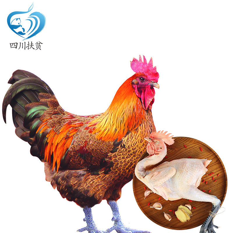 剑门关土鸡电商(剑门关土鸡蛋怎么样)