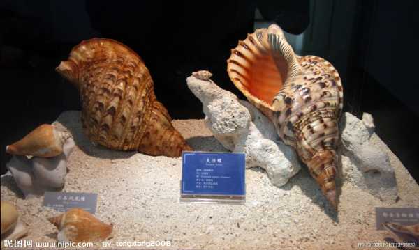 海螺电商系统(海螺电商系统2020)