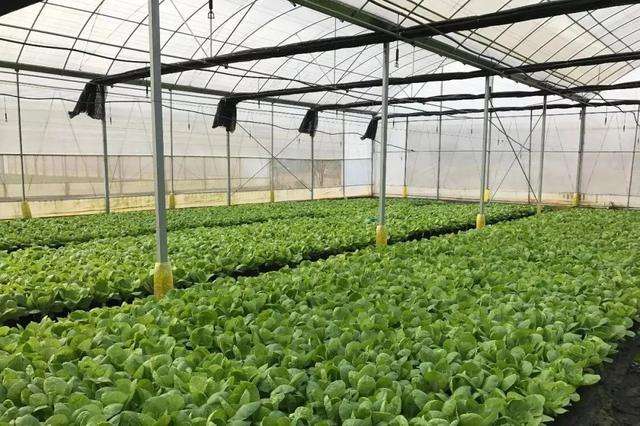 合肥蔬菜电商(合肥蔬菜批发)