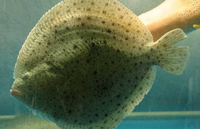 多宝鱼电商是什么(多宝鱼网络科技有限公司)